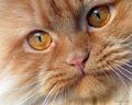 My cat colour macro