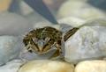 small-frog.jpg