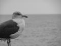Seagull