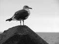 Seagull3