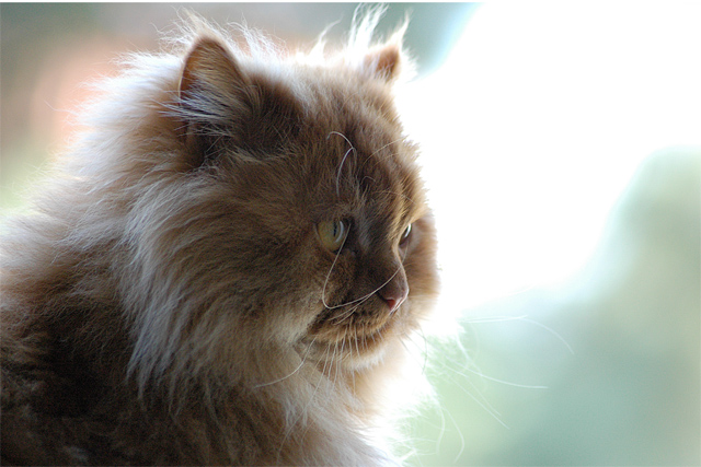 cat_001.jpg