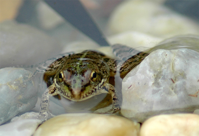 small-frog.jpg