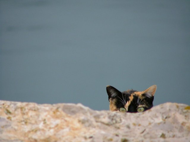 cat_1.jpg