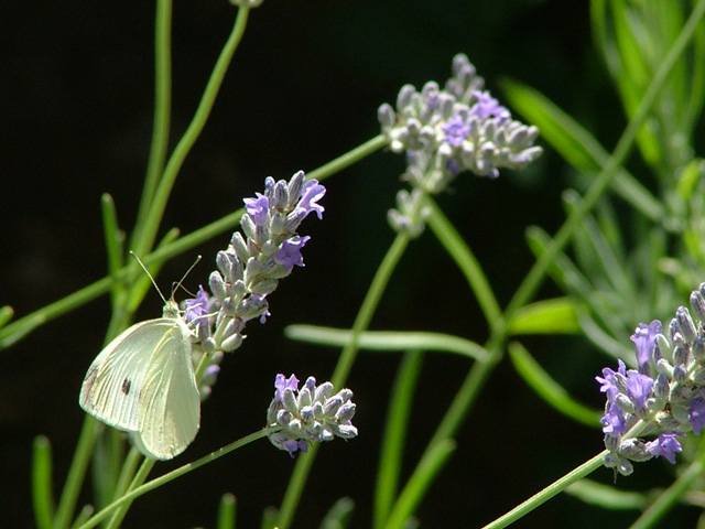 buterfly1.jpg
