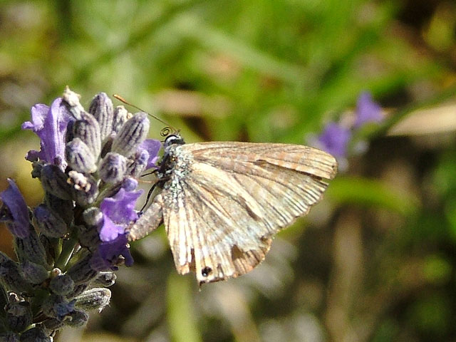 buterfly2.jpg