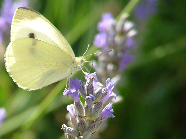 buterfly4.jpg