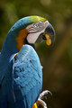 parrot