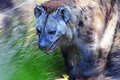 Hyena on the prowl