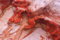 CRW_1251.gif