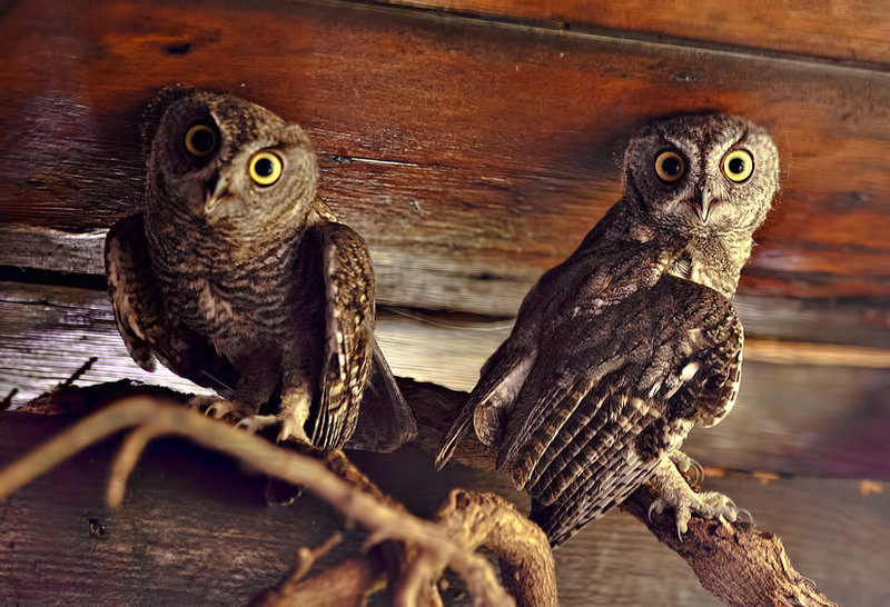 Eve owls