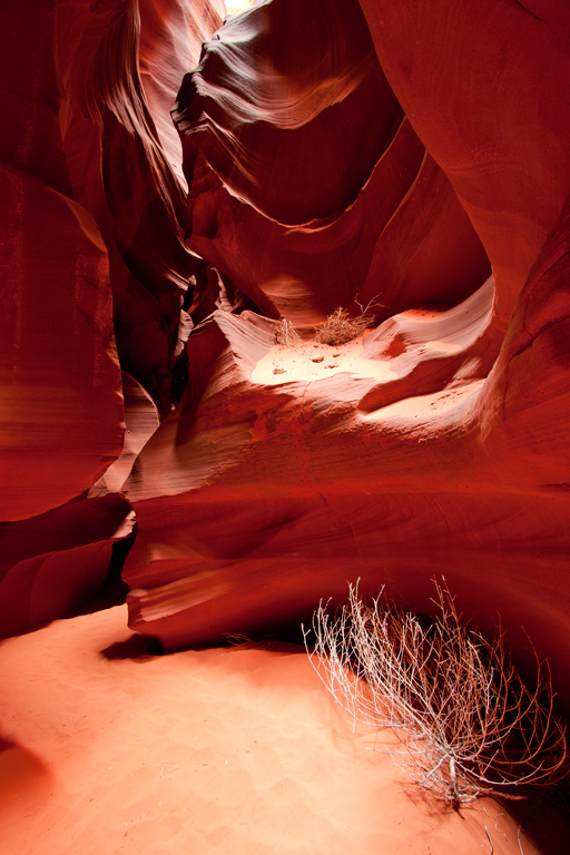 Antelope-3
