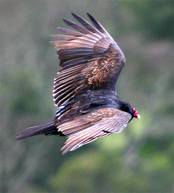 Yearling Turkey Vulture