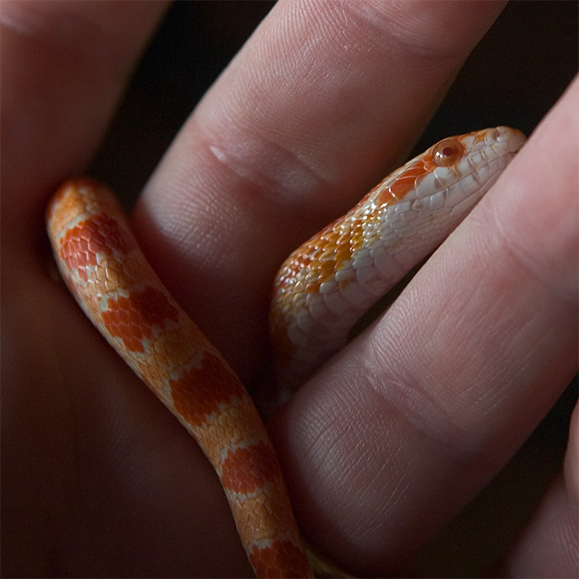 Rudy