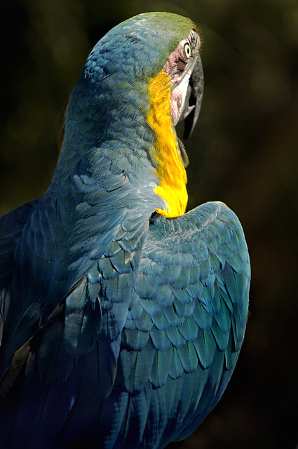 Parrot 1