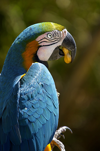 parrot