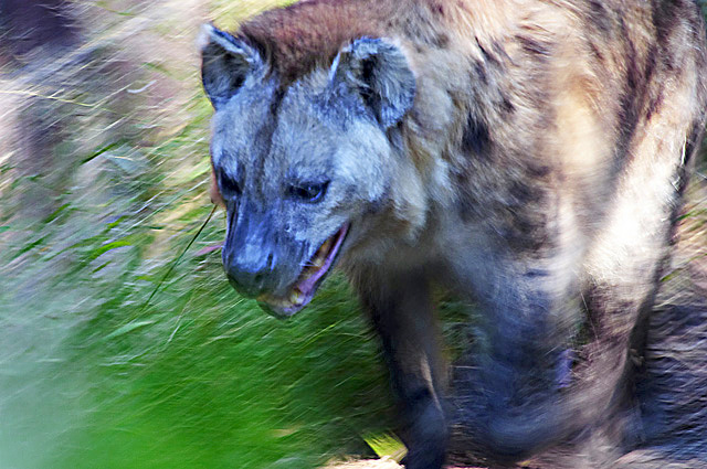 Hyena on the prowl