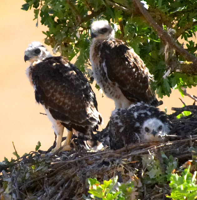 flegling hawks