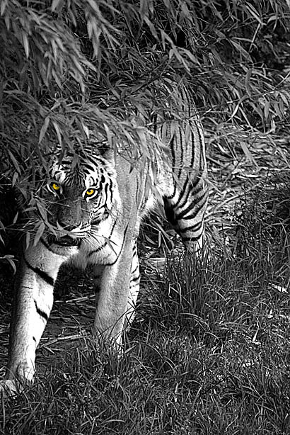 Tigereye