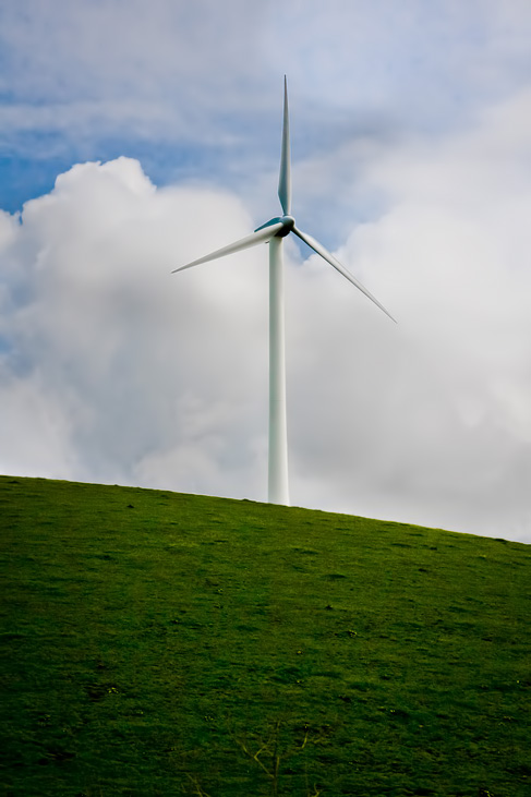 Wind flower