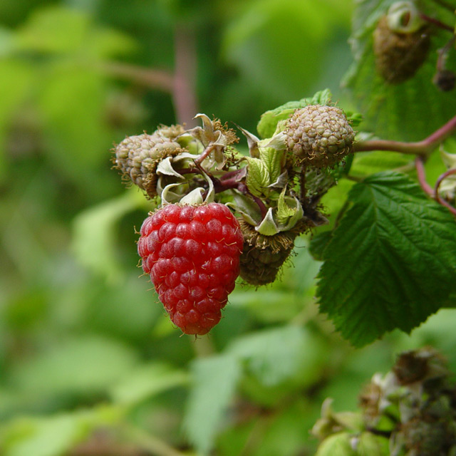First Raspberry of the Season