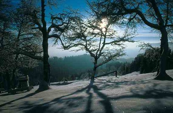 Winter View