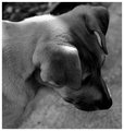 dog study