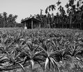 Pineapple Farm