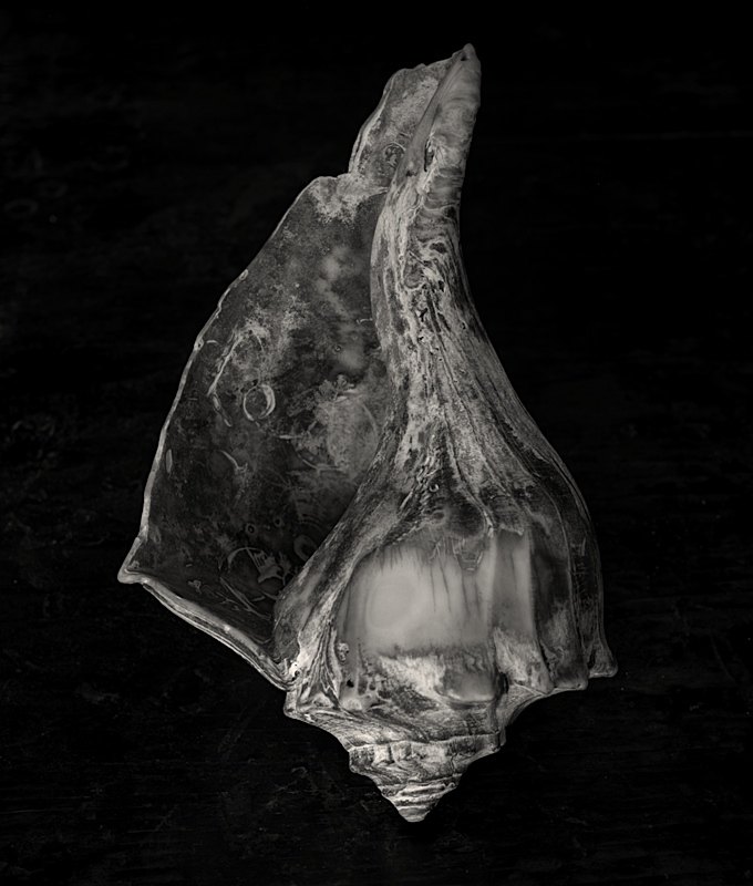 Conch Shell
