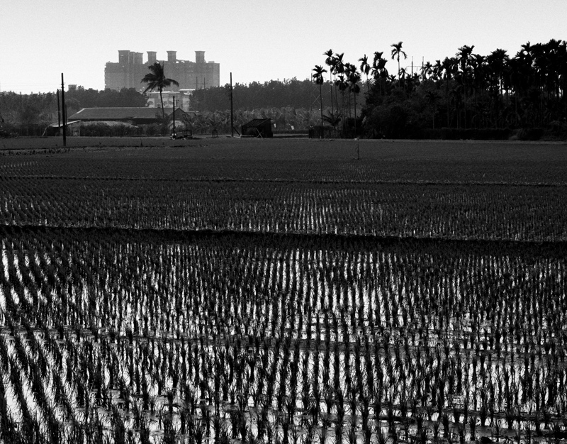 Rice Fields II