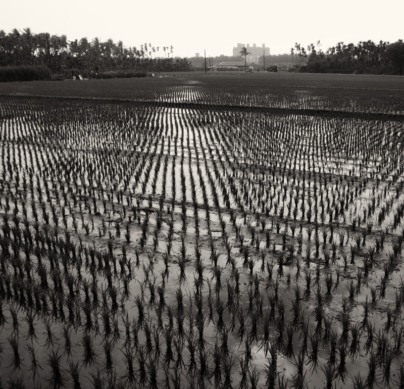 Rice Fields III