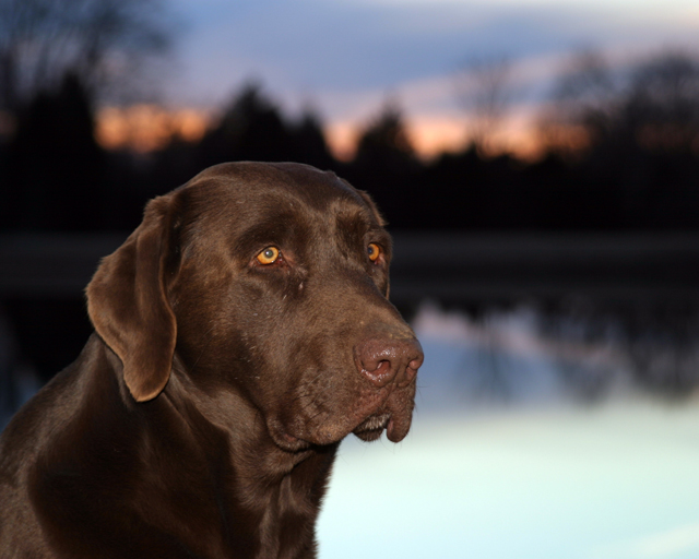 Good Ole Boy