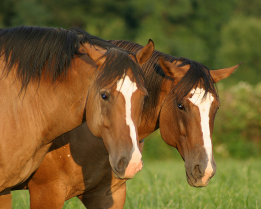 Horses