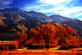 Desert Orange
