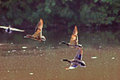 Flying Ducks