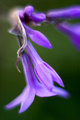 Pretty Purple Things