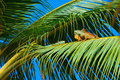 Iguana Love