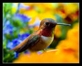 Fruitcake Hummer