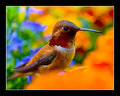 Resting Hummer