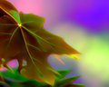 Maple Leaf
