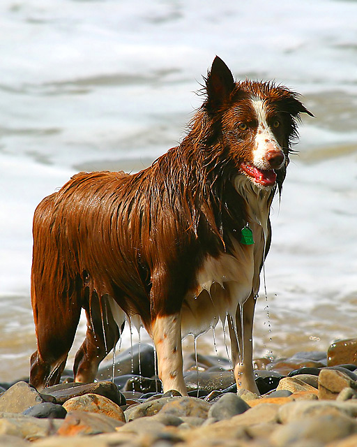 Surf Dog