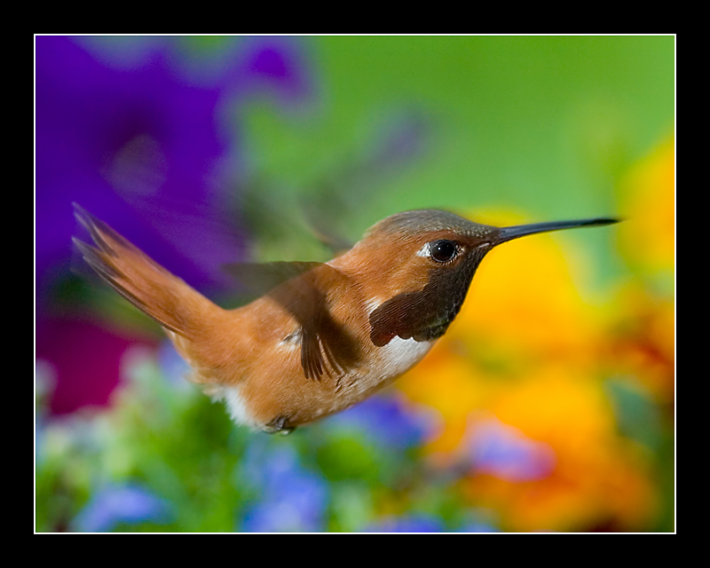 Hungry Hummer