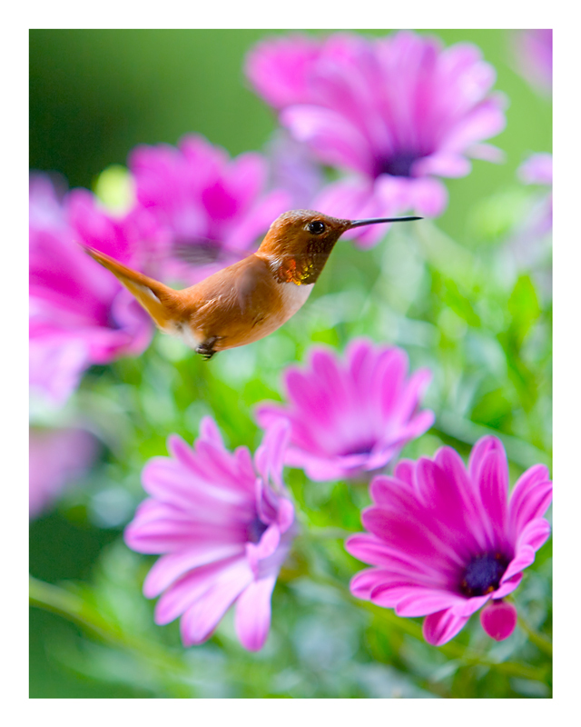 Bumblebird