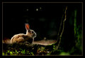 bunny