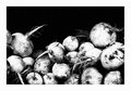 turnips for xion