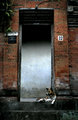 bali-9-doga.jpg