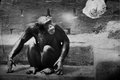 forest chimp