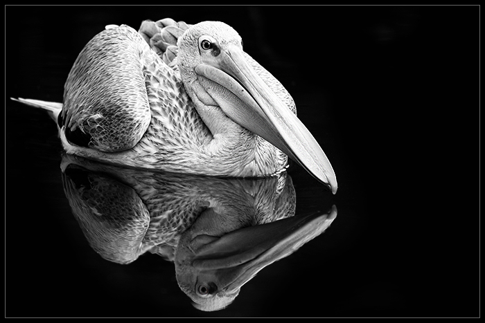 pelican