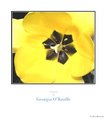 Tribute to Georgia O'Keeffe