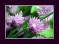 Flora_100