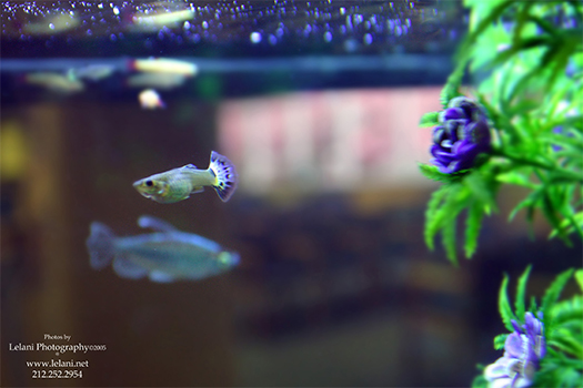 fish28
